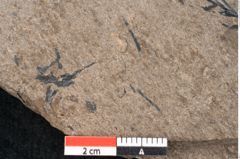 Foto (Detailansicht) von Araucaria sternbergii Goeppert (NHMW-GEO-2024-0188-8296)